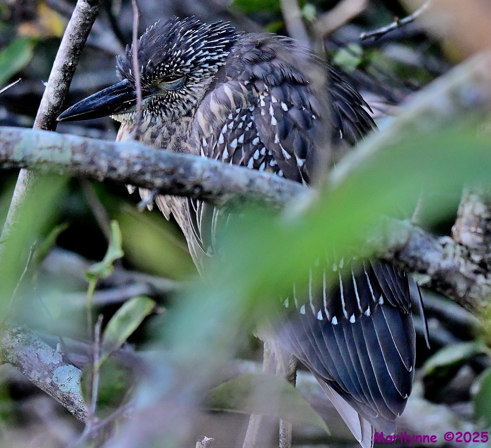 DSC_9085_001.JPG