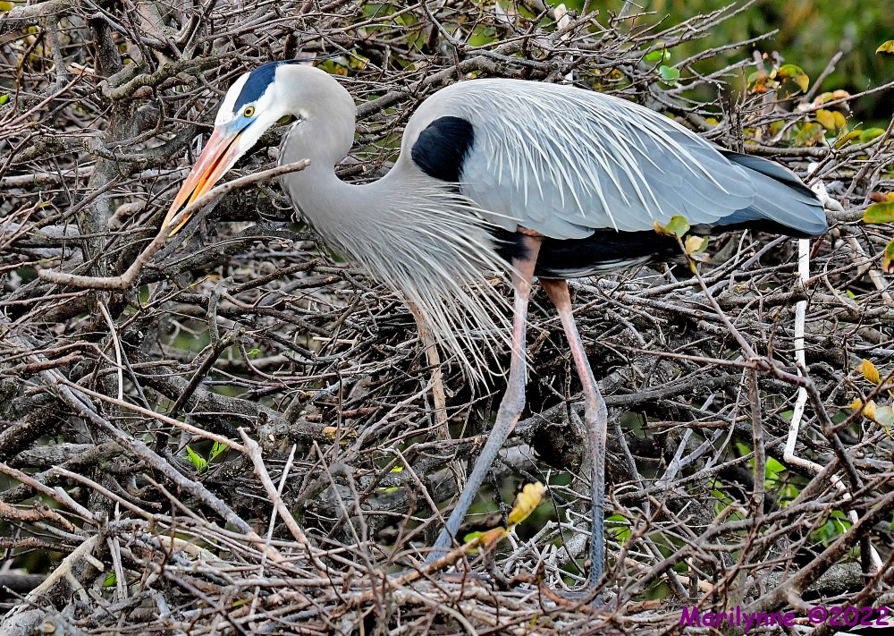 DSC_9086_001.JPG
