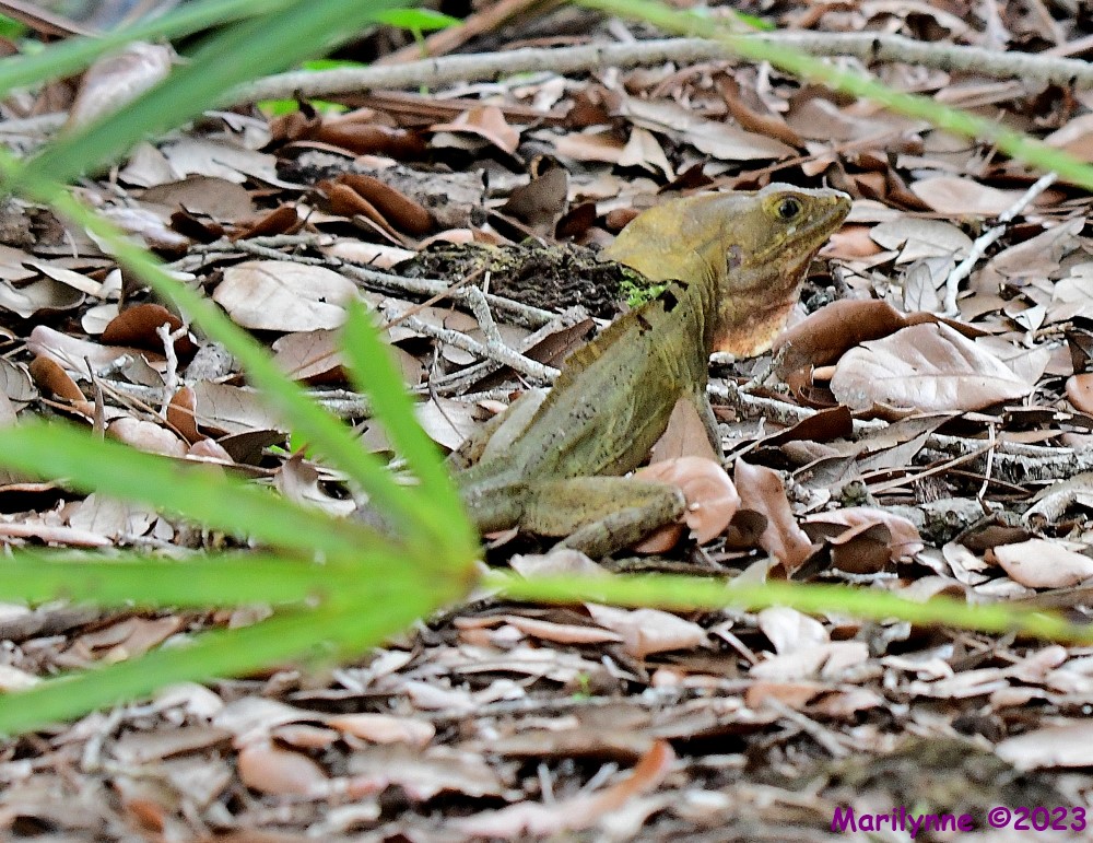 DSC_9086_001.JPG