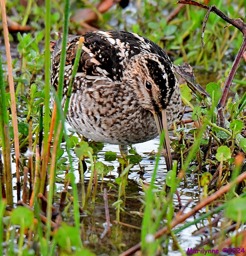 DSC_9086_001.JPG