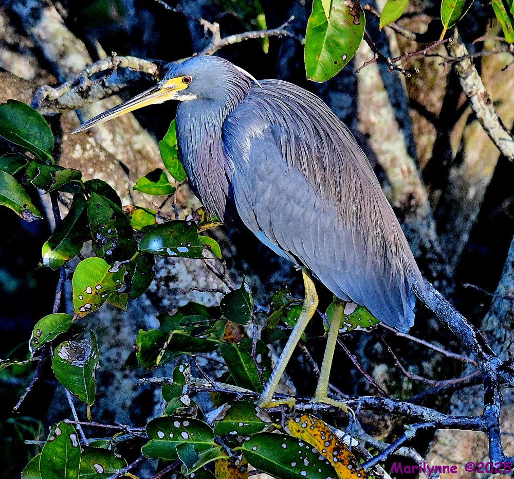 DSC_9088_001.JPG