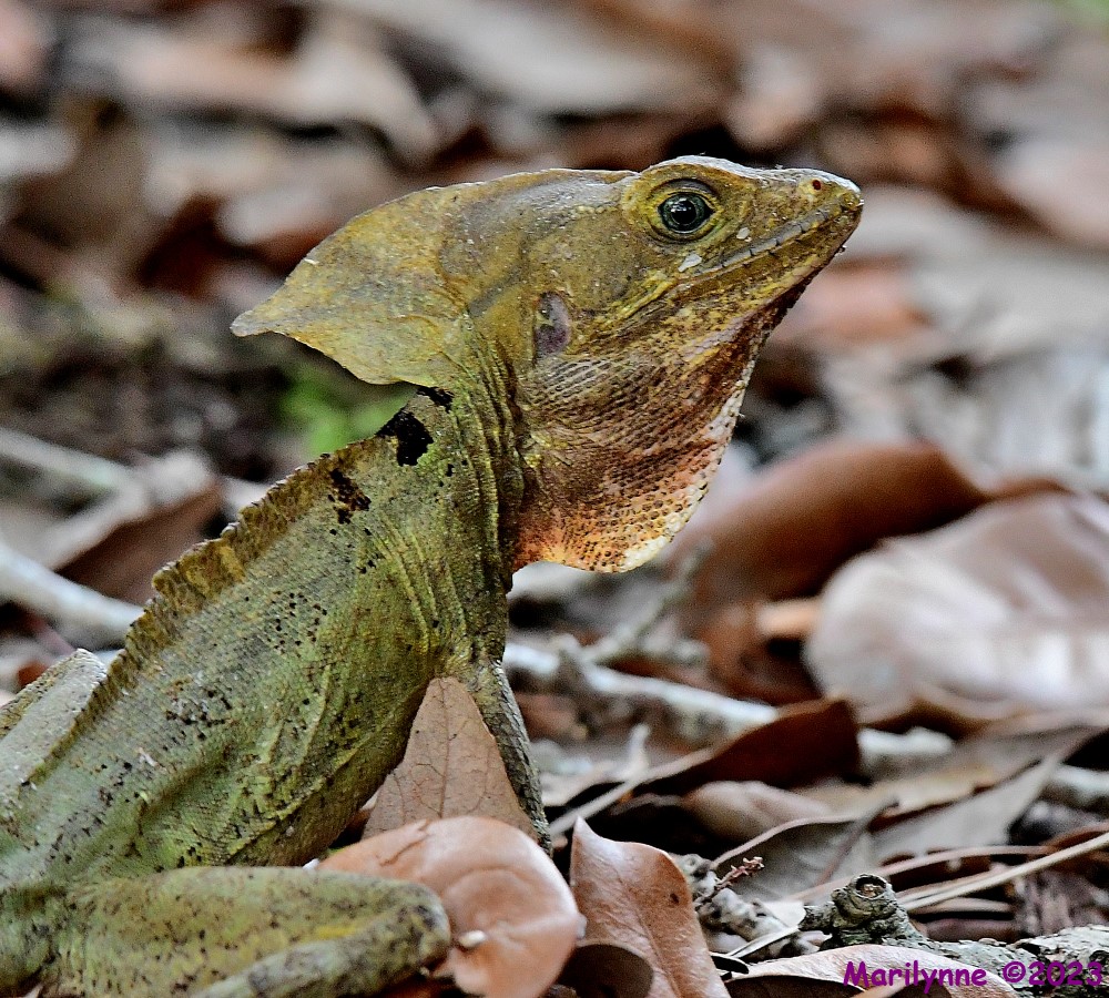 DSC_9089_001.JPG