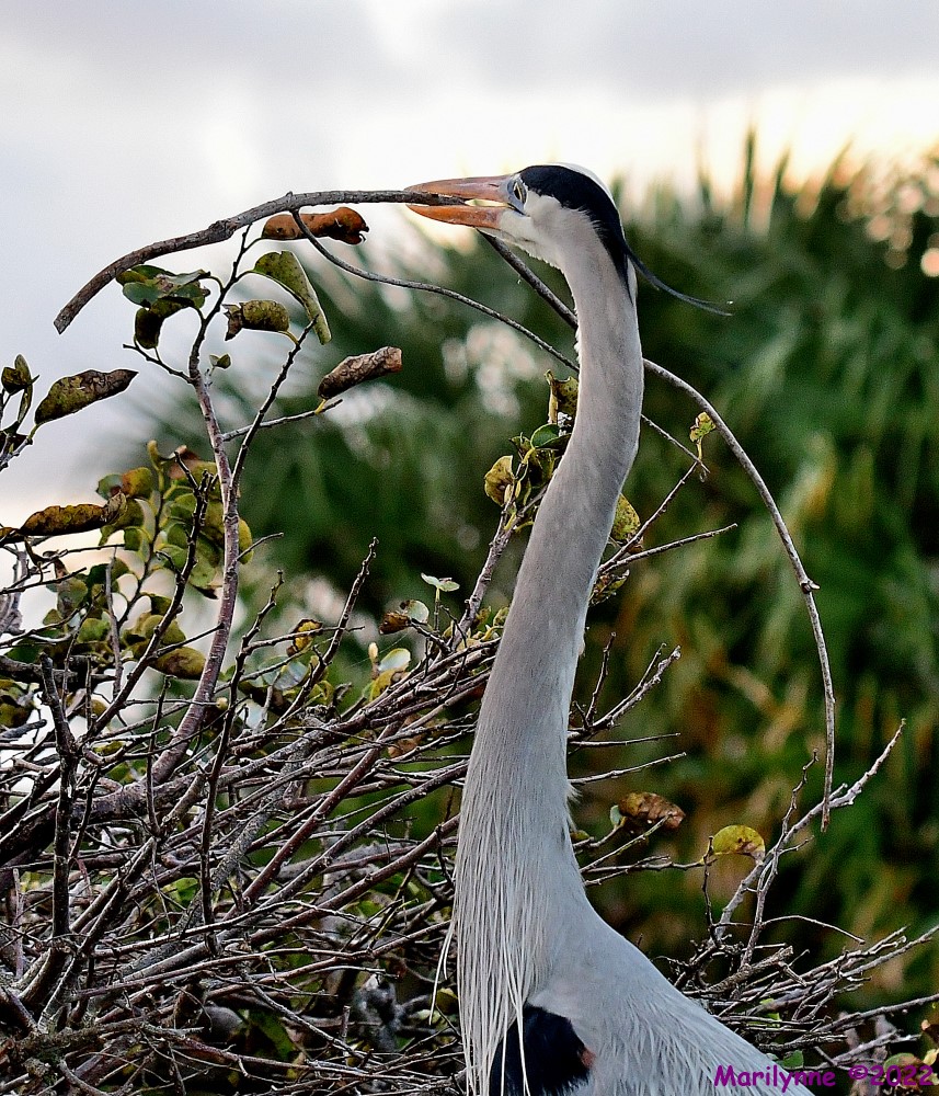 DSC_9090_001.JPG