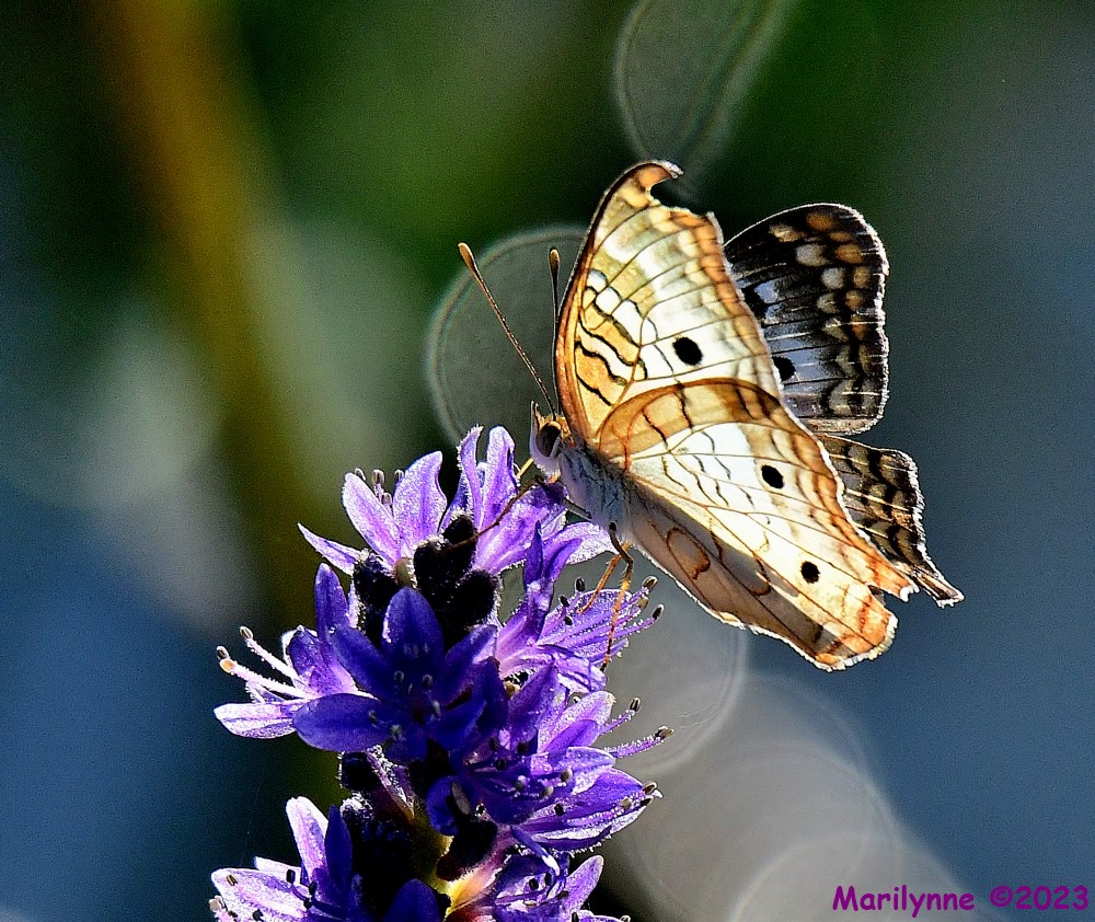 DSC_9093_001.JPG