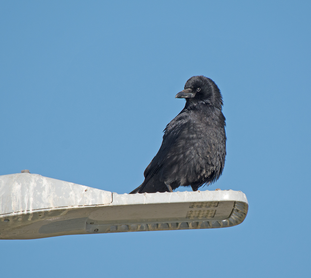 DSC_9095.jpg