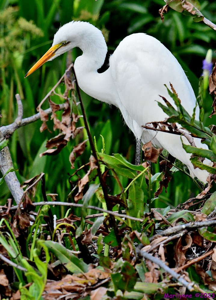 DSC_9095_001.JPG