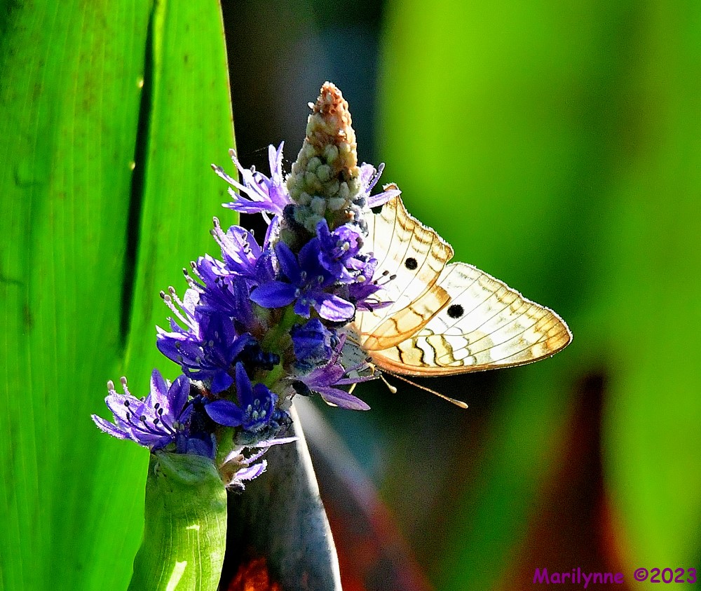 DSC_9095_001.JPG