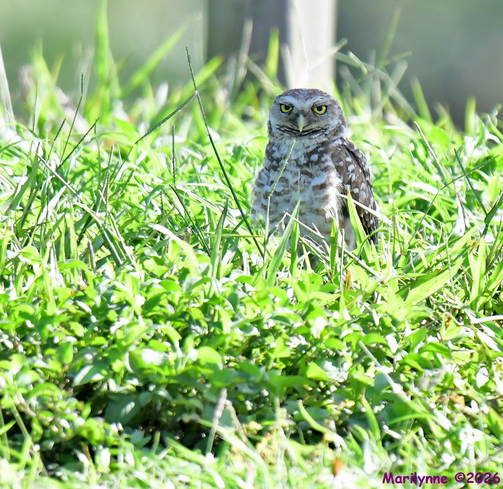 DSC_9096_001.JPG