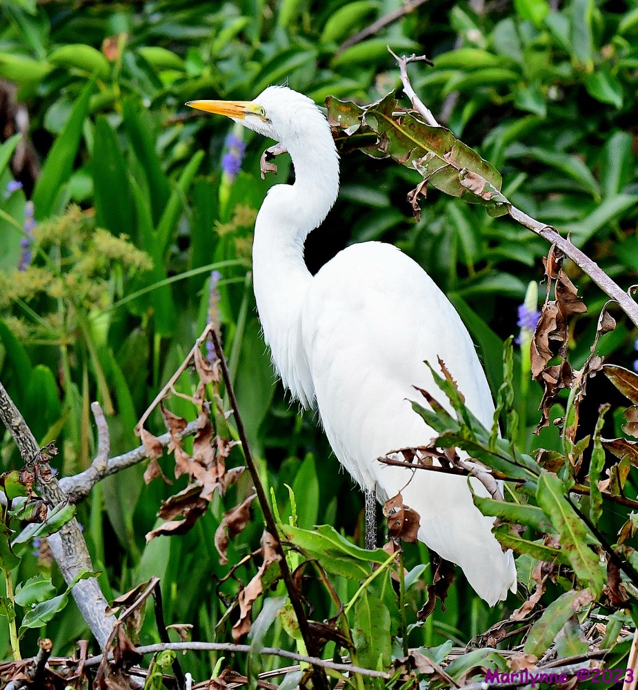 DSC_9098_001.JPG
