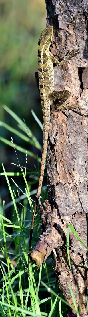 DSC_9099_stitch6_001.JPG