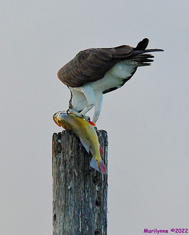 DSC_9101_001.JPG