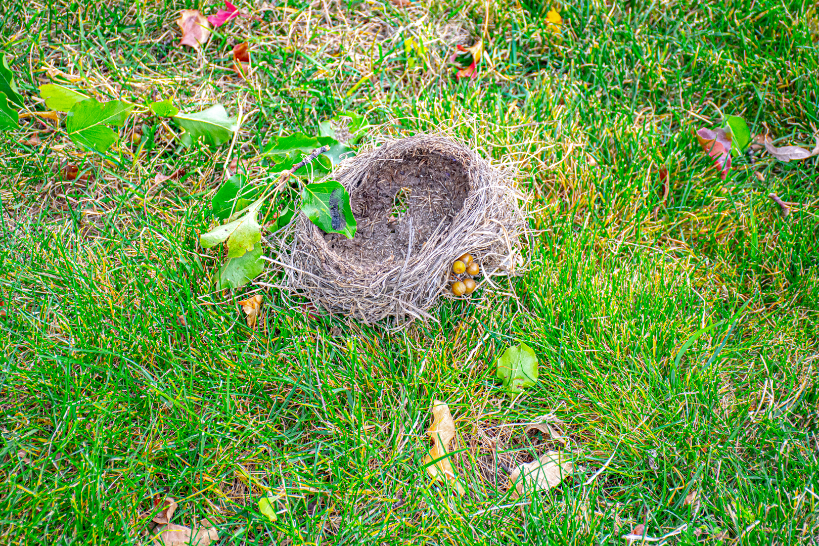DSC_9102.jpg