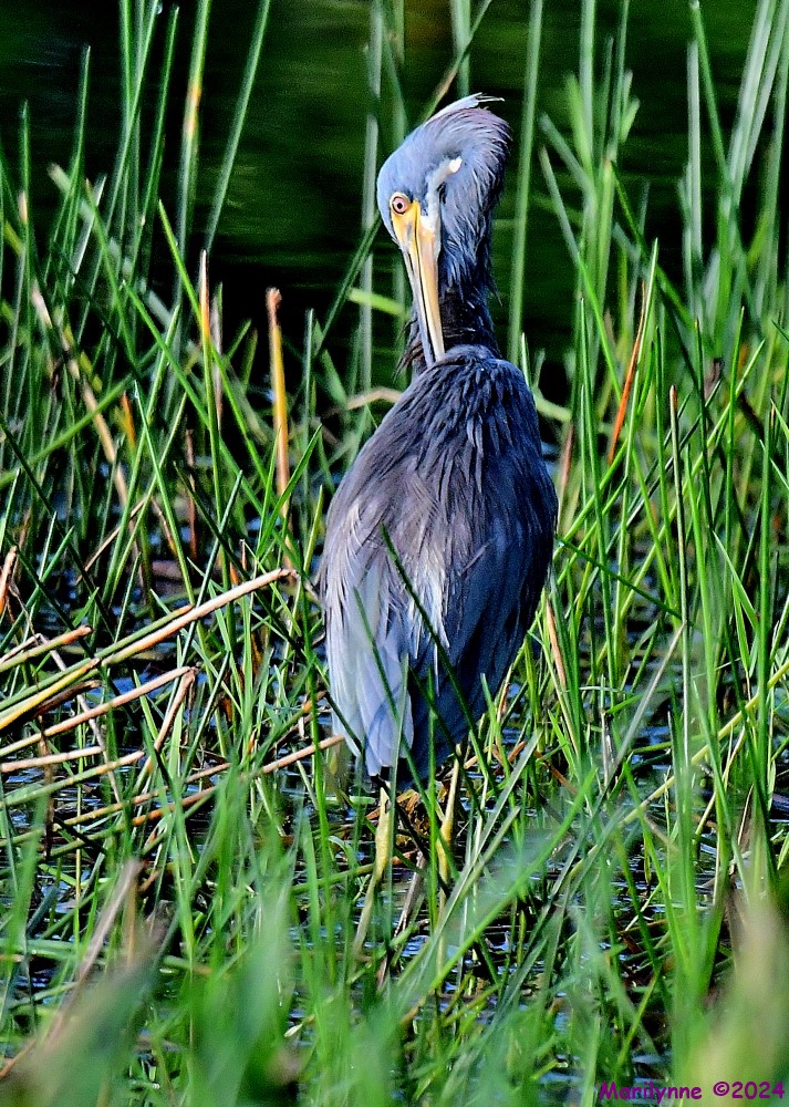 DSC_9103_001.JPG