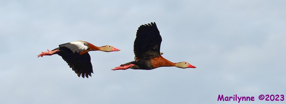 DSC_9104_001.JPG