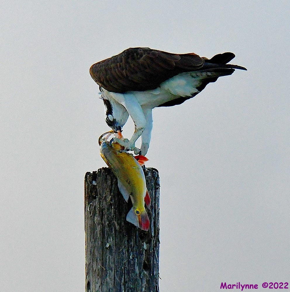 dsc_9105_001-jpg.386547