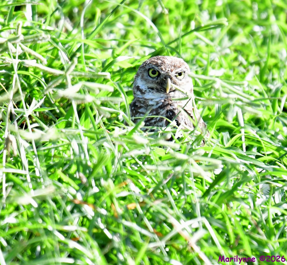 DSC_9106_001.JPG