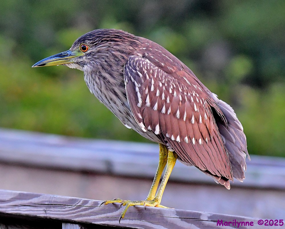 DSC_9107_001.JPG