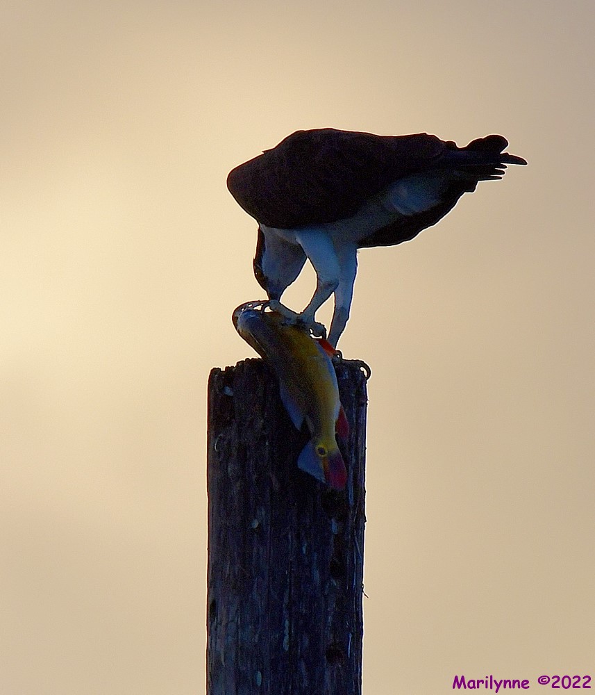 DSC_9109_001.JPG