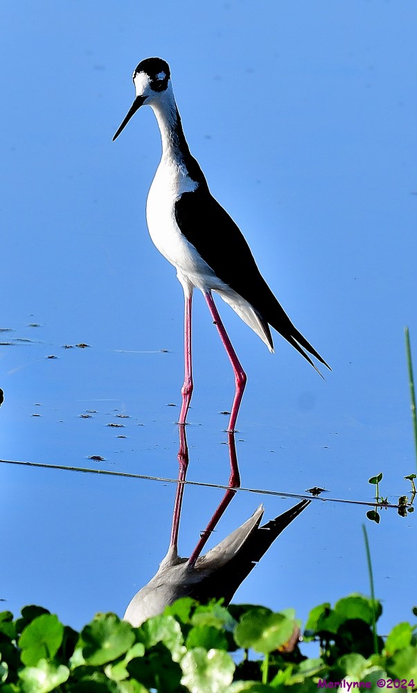 DSC_9109_001.JPG