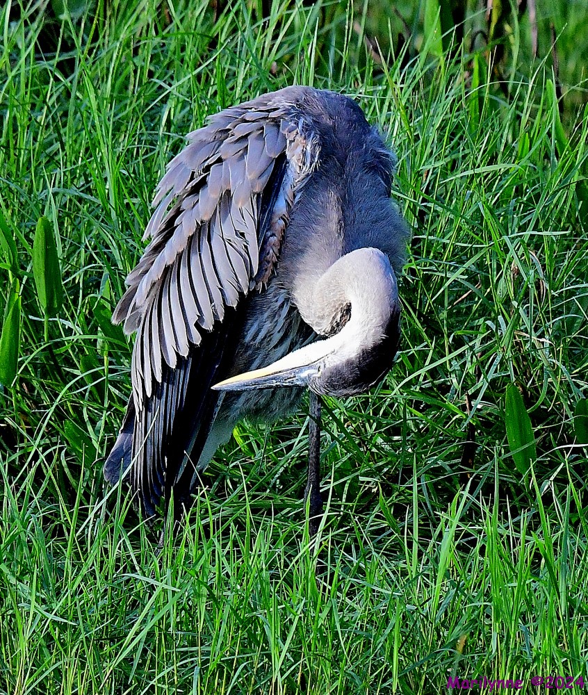 DSC_9109_001.JPG