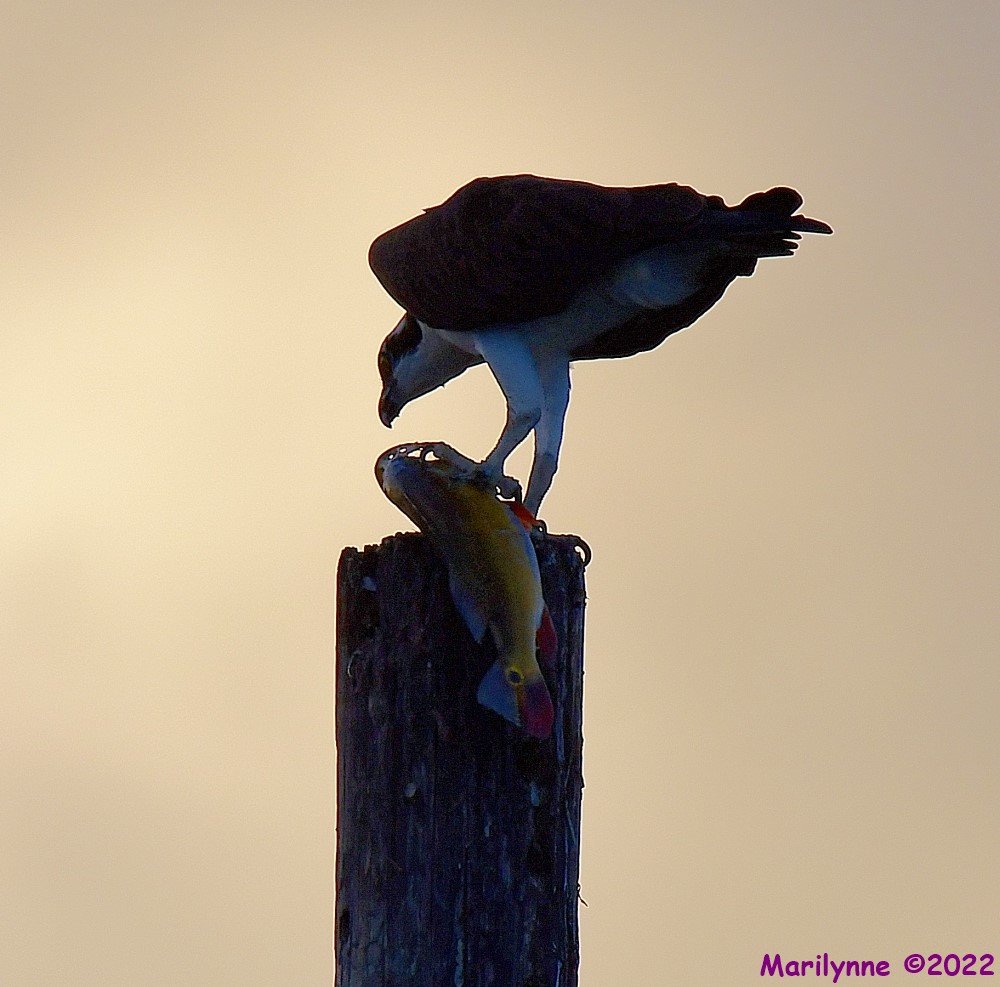 DSC_9110_001.JPG