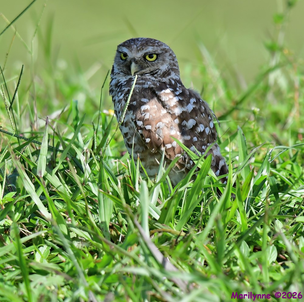 DSC_9116_001.JPG