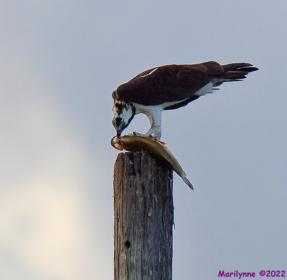 DSC_9121_001.JPG