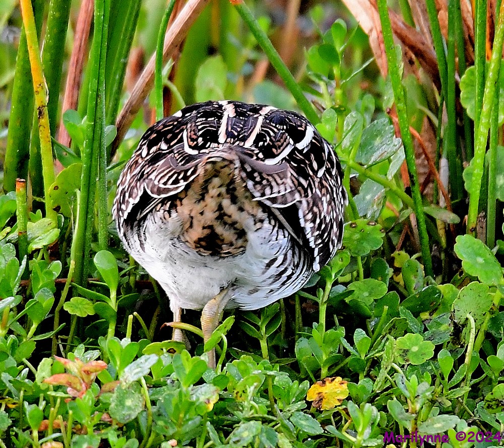 DSC_9121_001.JPG