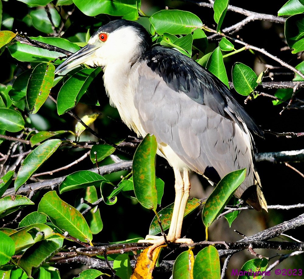 DSC_9124_001.JPG