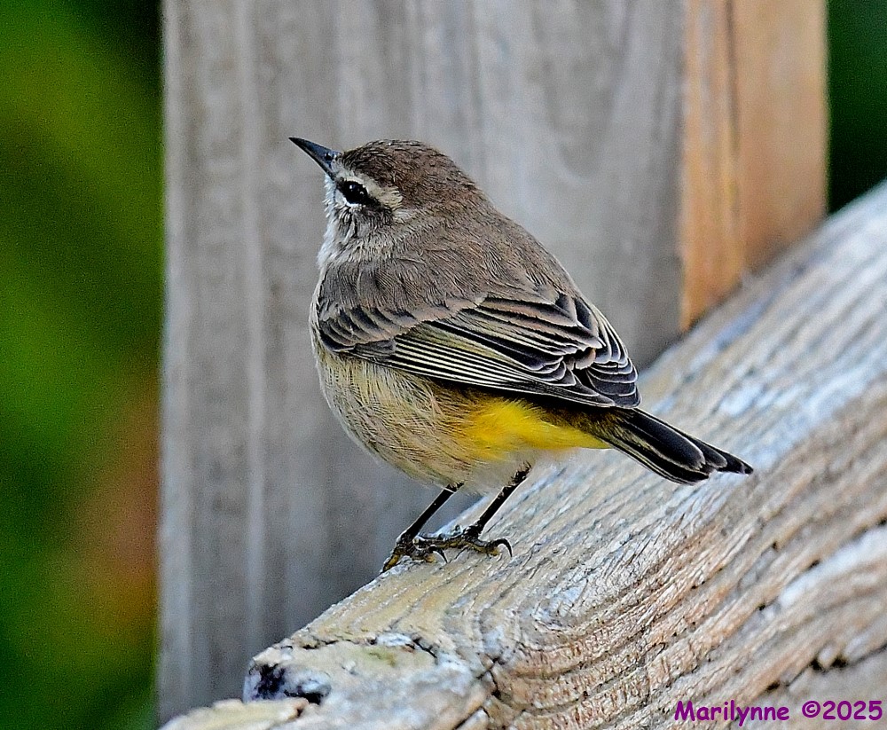 DSC_9125_001.JPG
