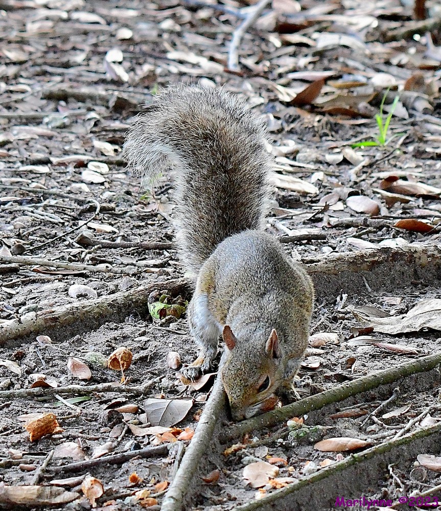 DSC_9126_001.JPG