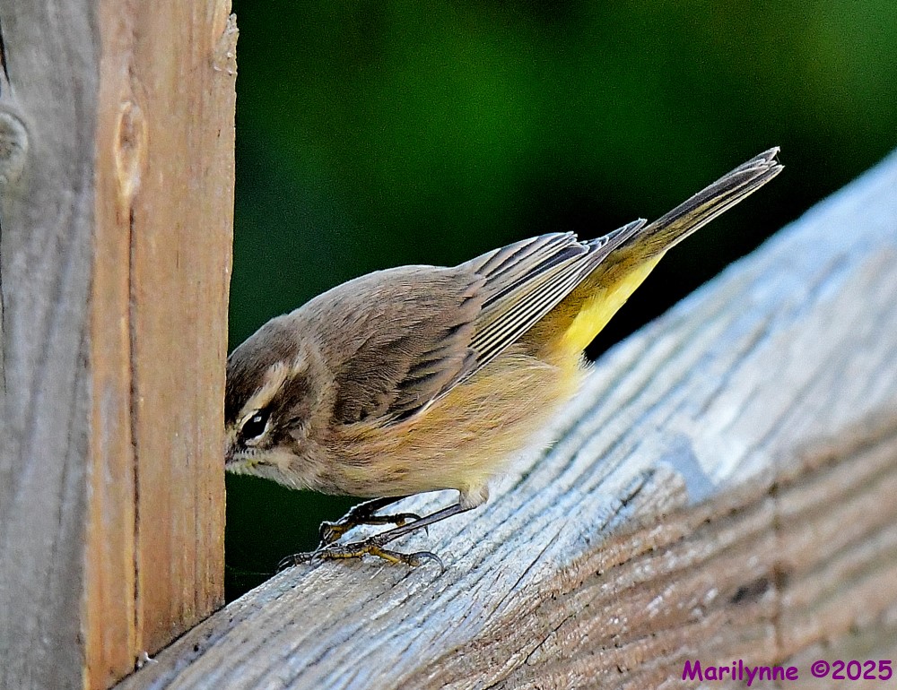 DSC_9127_001.JPG
