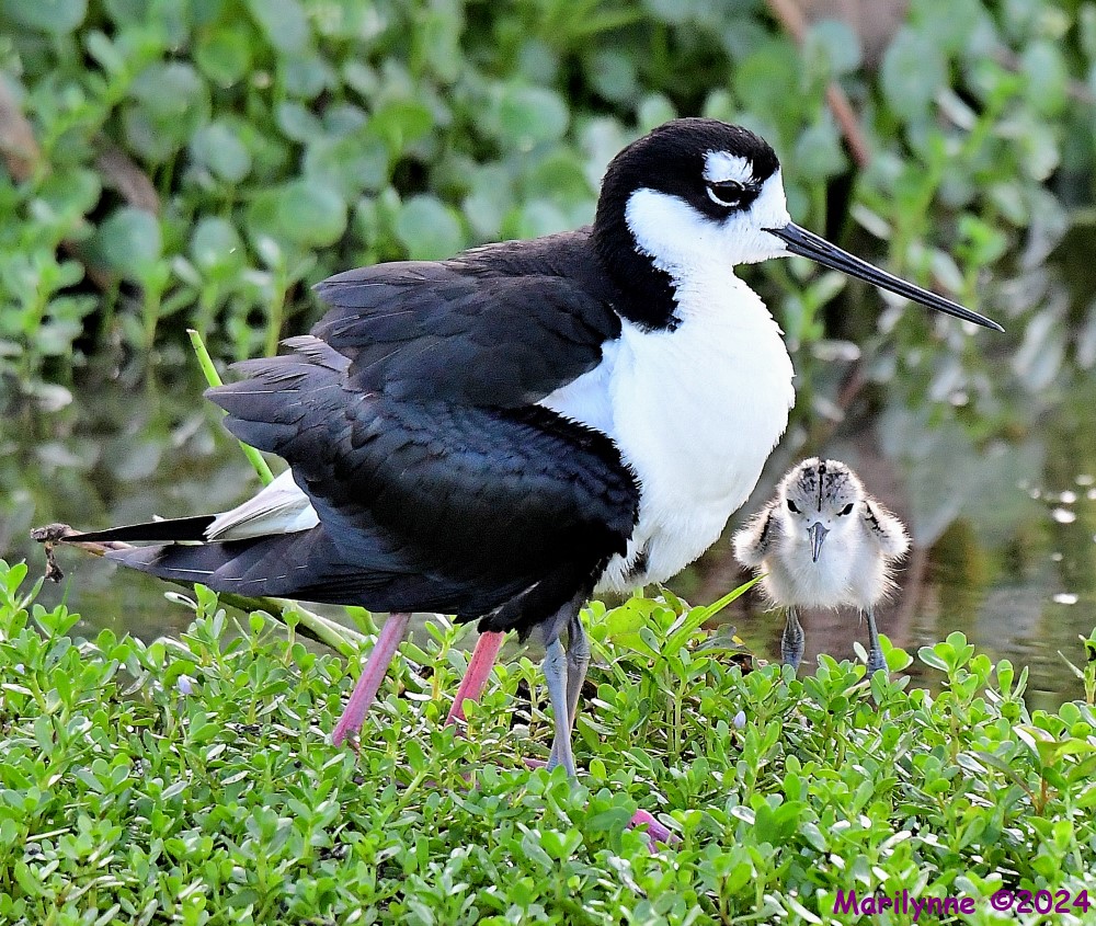 DSC_9128_001.JPG