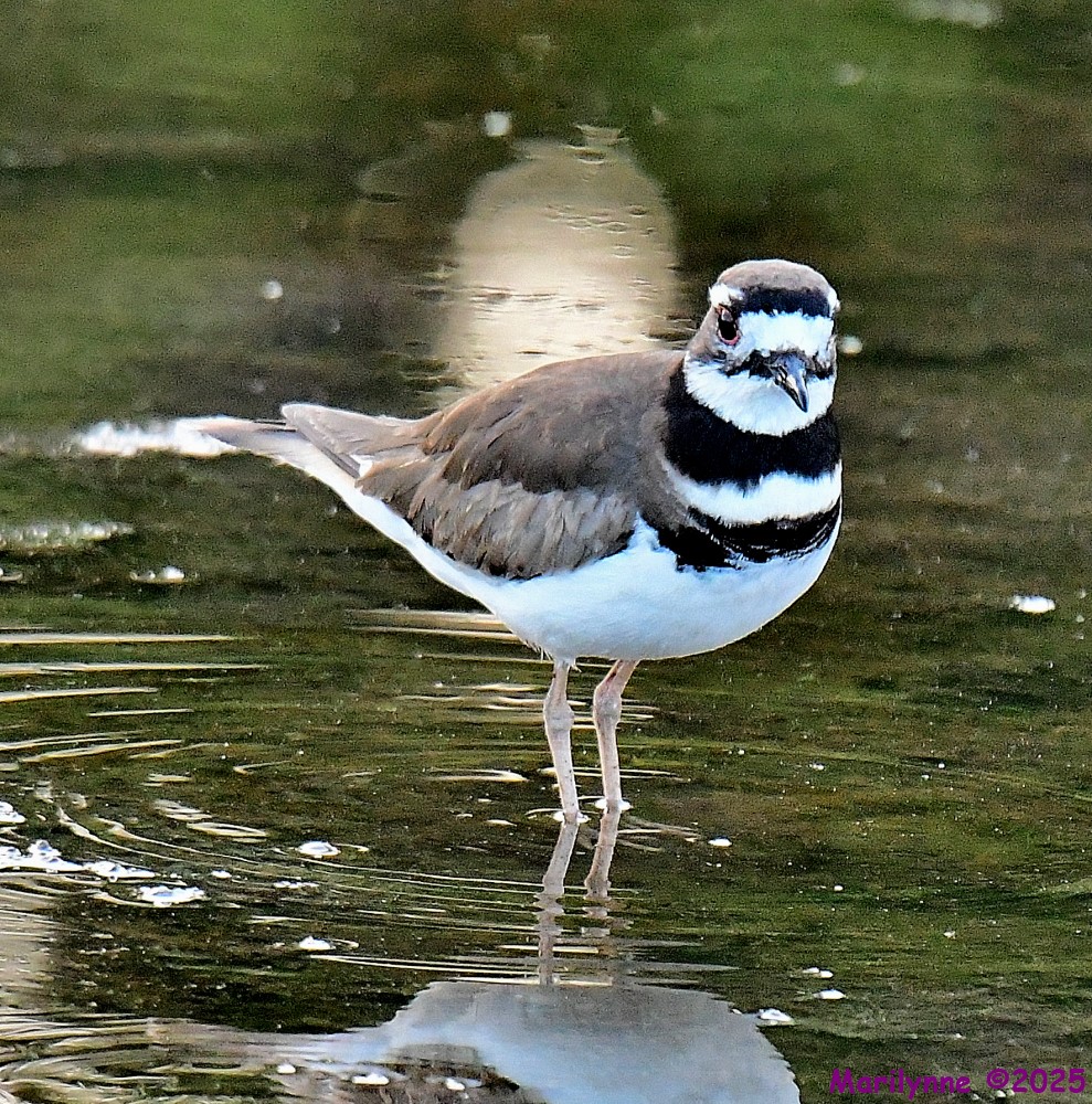 DSC_9128_001.JPG