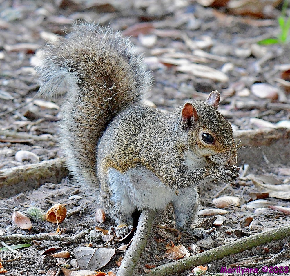 DSC_9129_001.JPG
