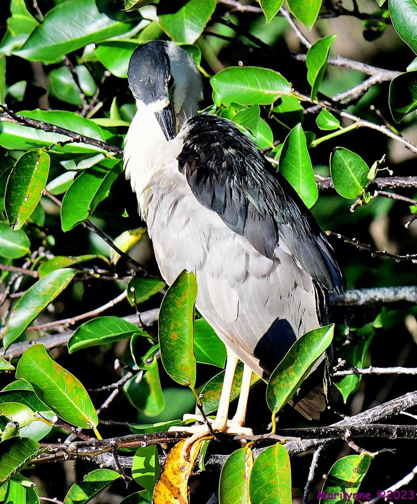 DSC_9130_001.JPG