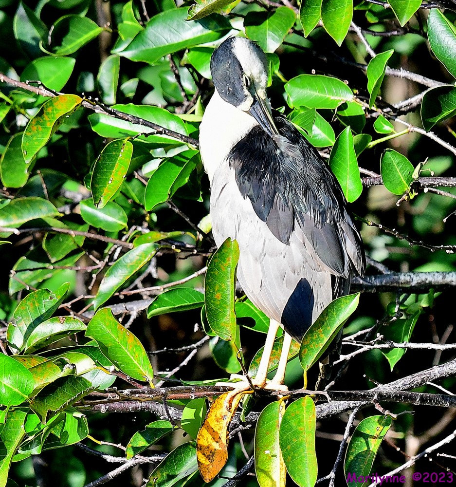 DSC_9132_001.JPG