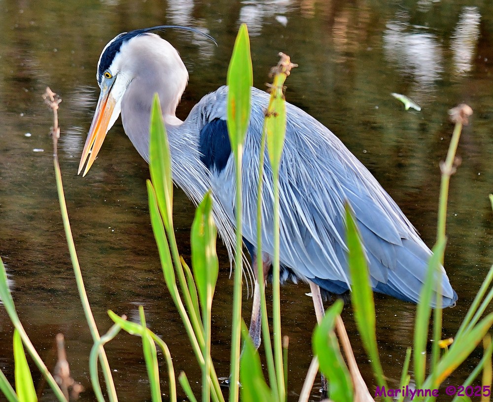 DSC_9134_001.JPG