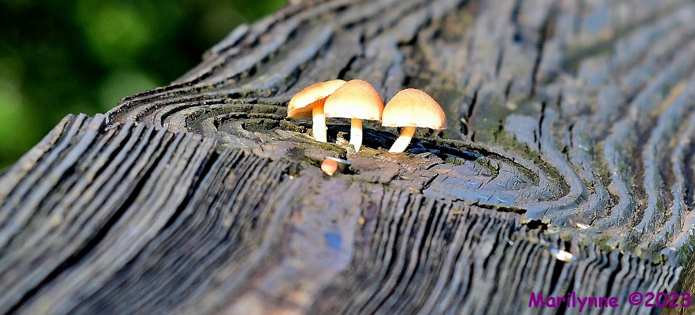 DSC_9135_001.JPG