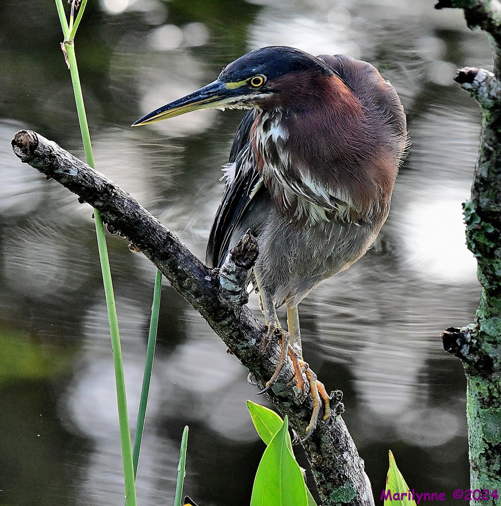 DSC_9137_001.JPG