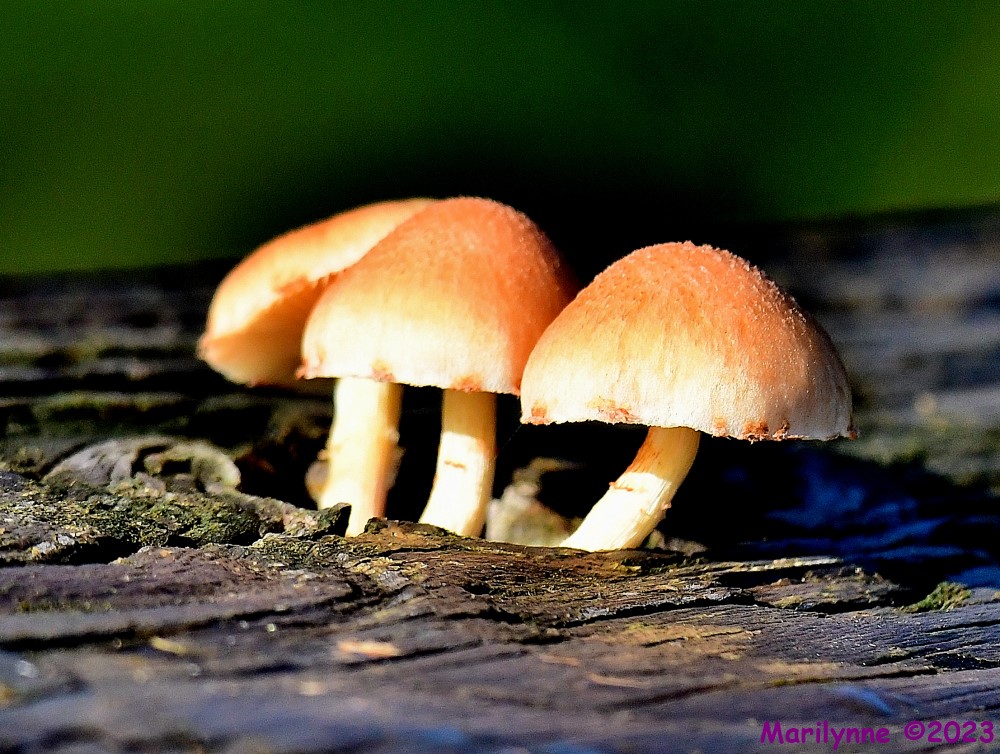DSC_9138_001.JPG
