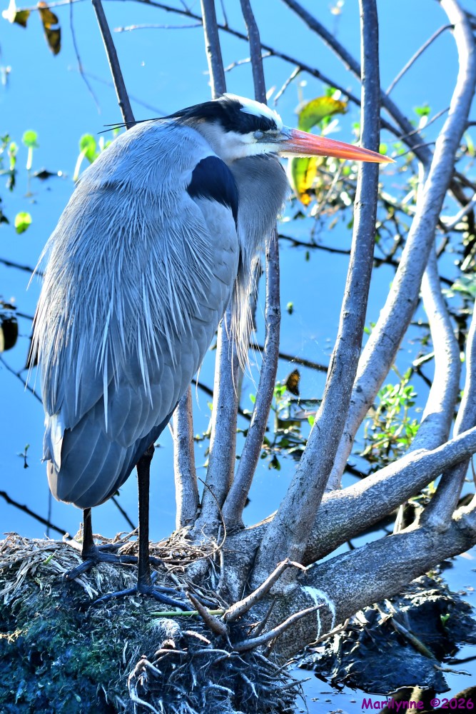 DSC_9138_001.JPG
