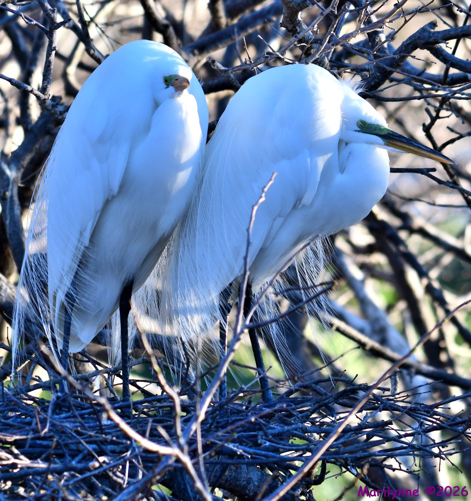 DSC_9139_001.JPG