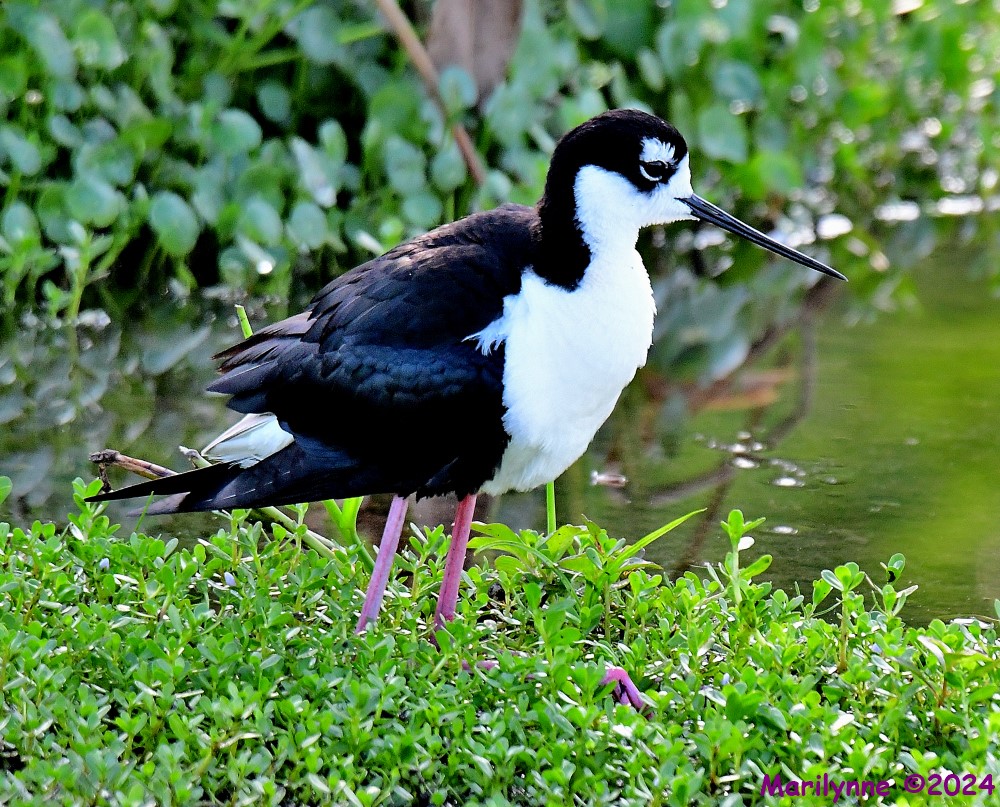 DSC_9145_001.JPG
