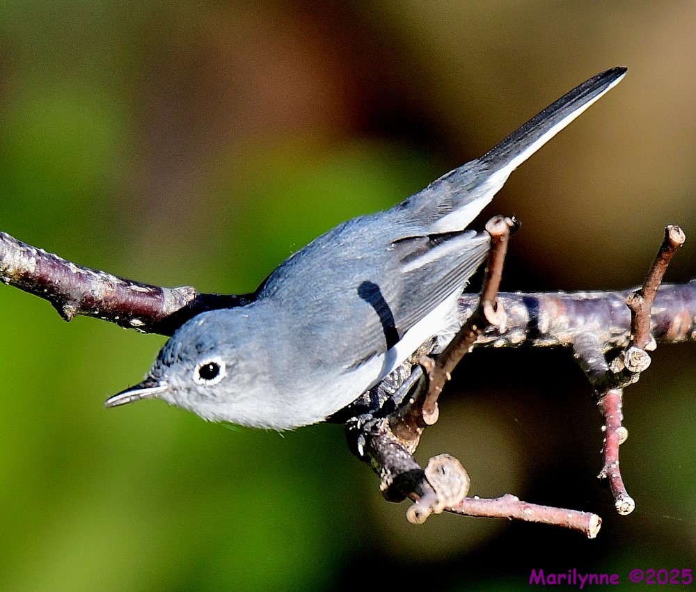 DSC_9145_001.JPG