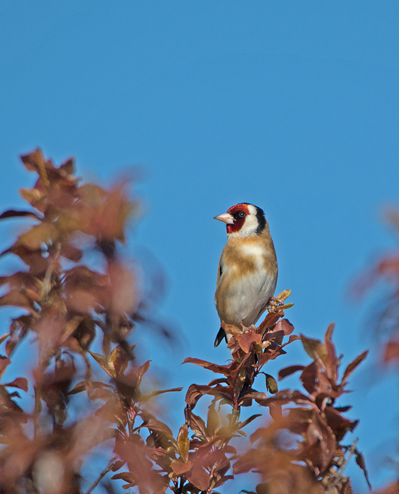DSC_9148.jpg