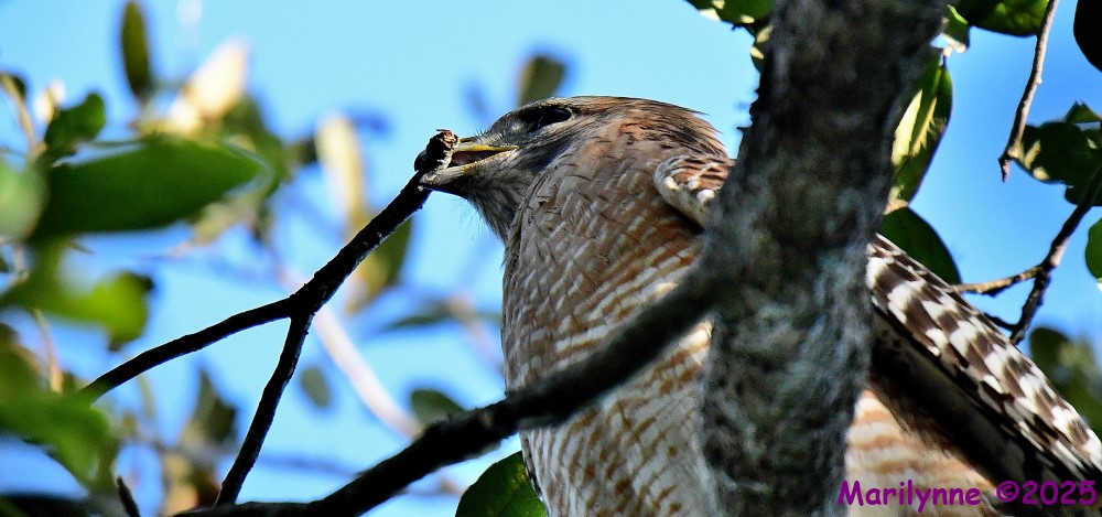 DSC_9148_001.JPG
