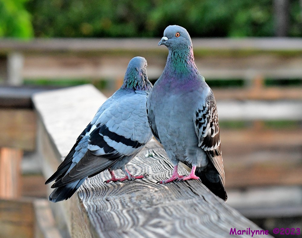 DSC_9152_001.JPG