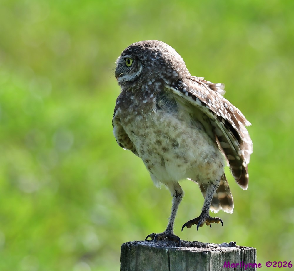 DSC_9154_001.JPG