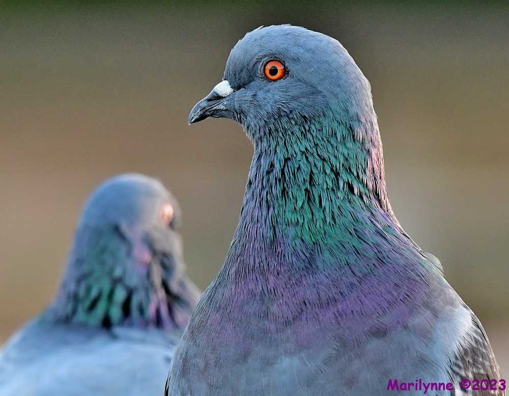 DSC_9155_001.JPG